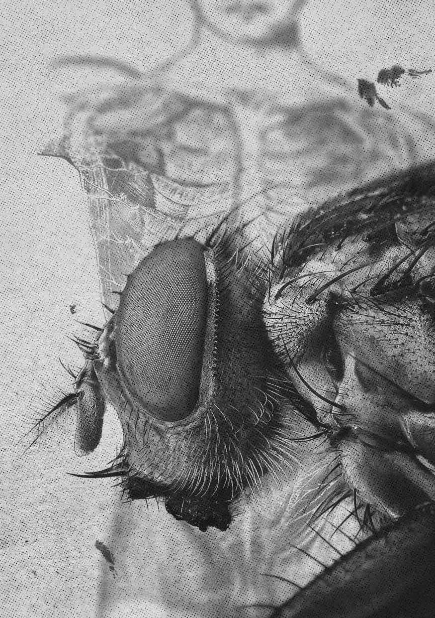 Nicola Pesce Horror La mosca volume brossurato